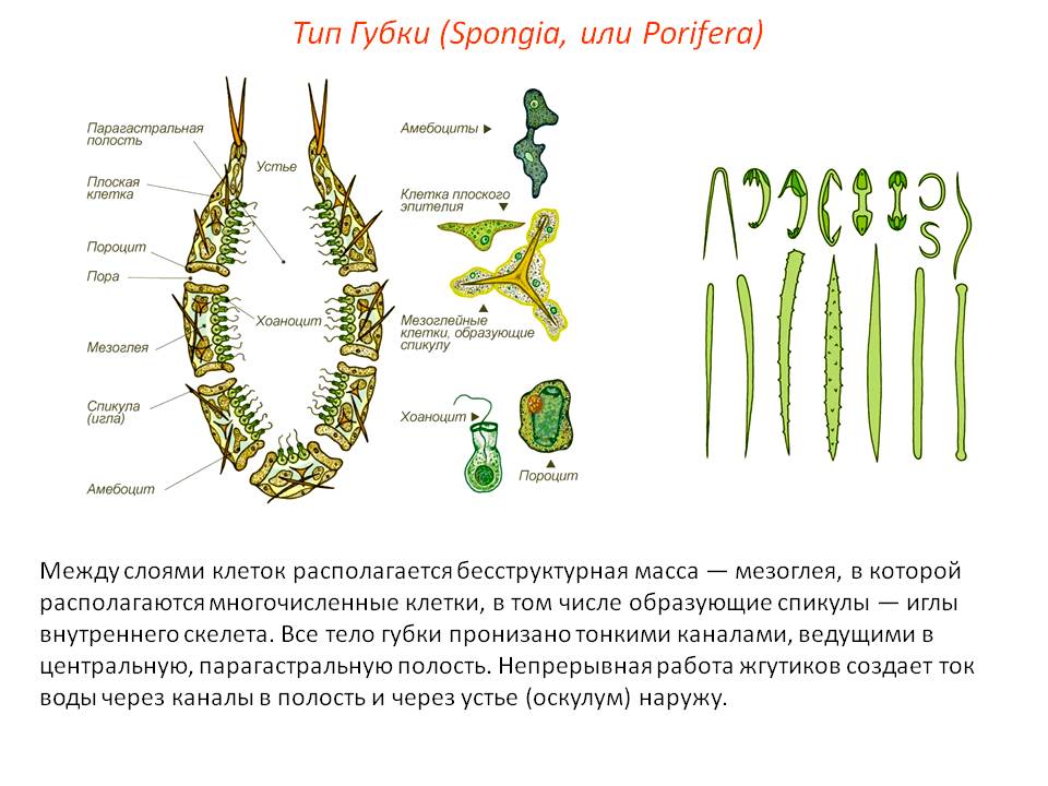 Кракен шоп ссылки